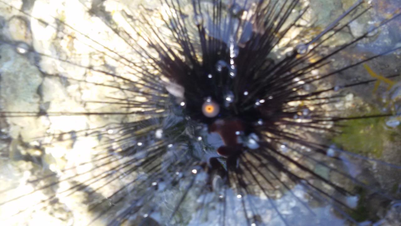 Bahari Pori Resort Pangani Buitenkant foto